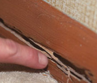 termite_3 termite_3