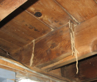 termites_on_joist
